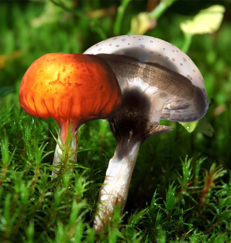 Diseño de Photoshop por solocosmo para DesignCrowd (Community Contests) | Diseño #9079144