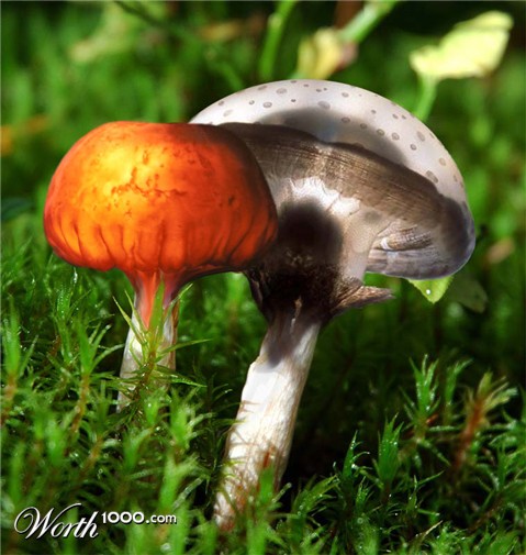 Photoshop Design by solocosmo