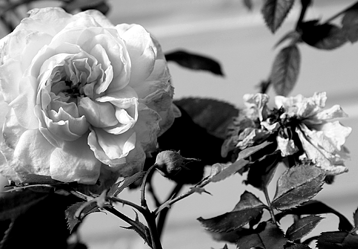 Photography by anviss for DesignCrowd (Community Contests) | Design #9071925