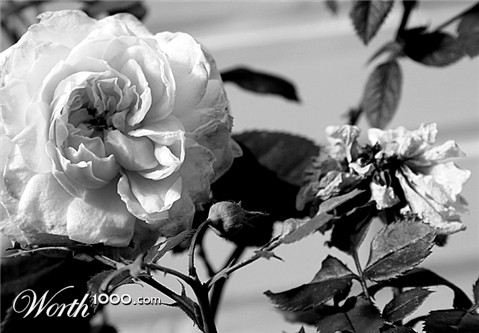 Photography by anviss