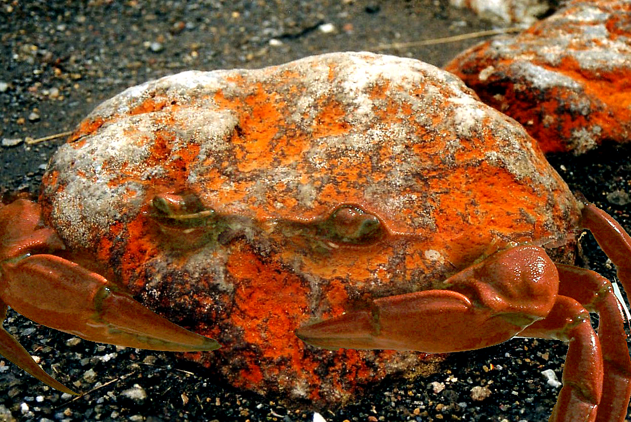 Photoshop Design by Flexodus for DesignCrowd (Community Contests) | Design #9079209