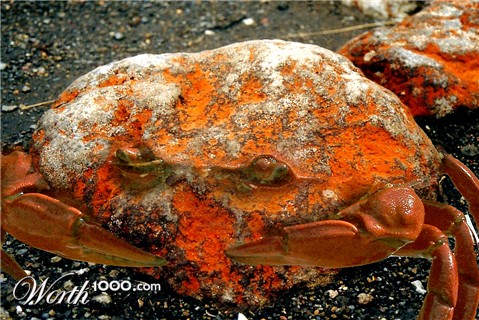 Photoshop Design by Flexodus