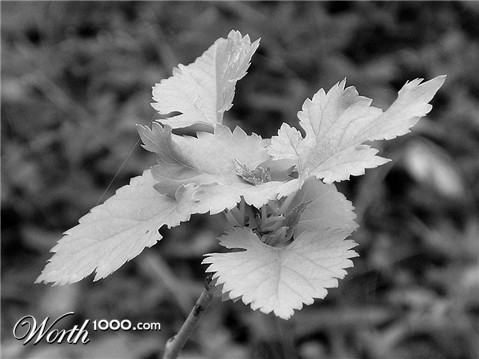 Photography by yamaneko