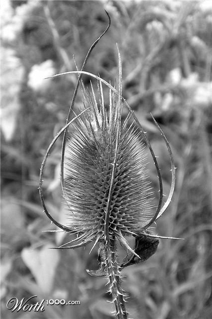 Photography by yamaneko