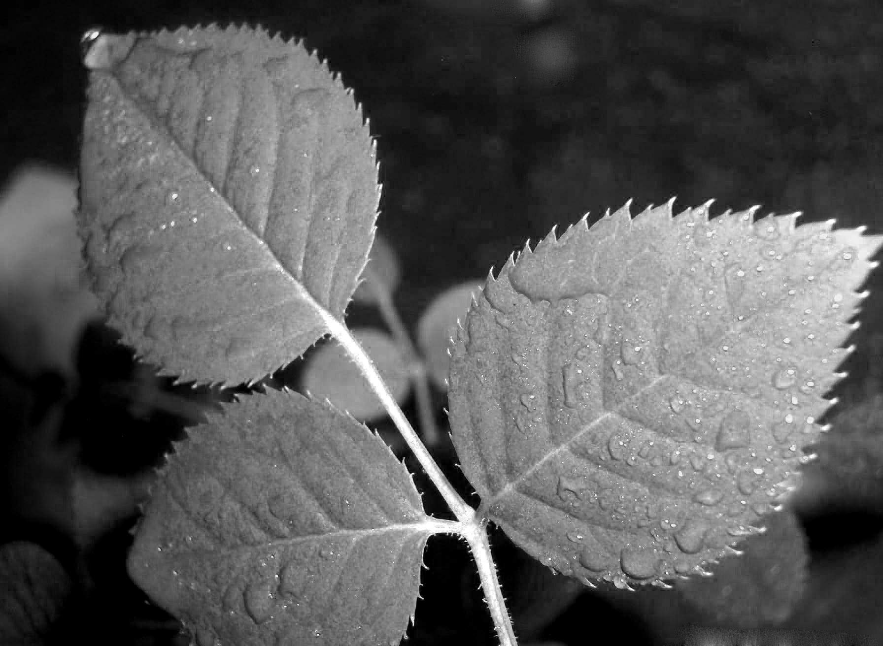 Photography by zymark for DesignCrowd (Community Contests) | Design #9062117