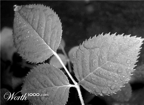 Photography by zymark