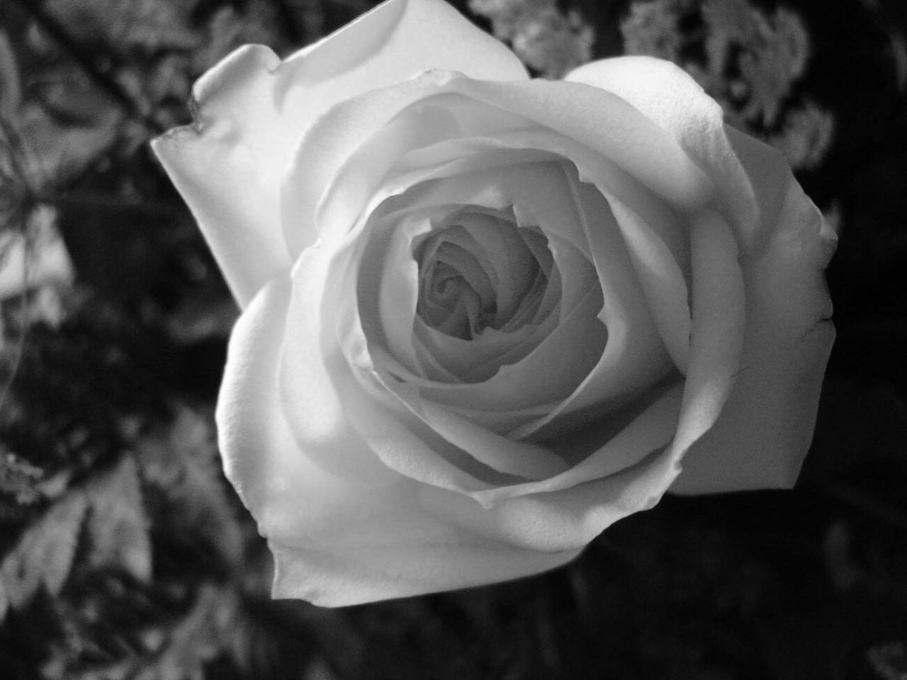 Photography by stayceejae for DesignCrowd (Community Contests) | Design #9062092