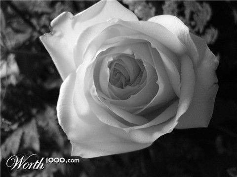 Photography by stayceejae