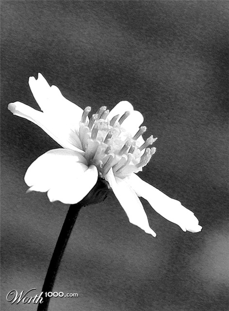 Photography by Scuzem