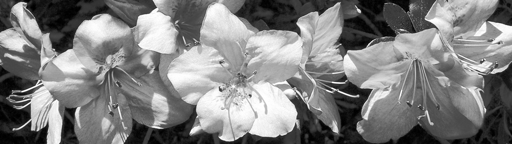 Fotografie von ritab218 für DesignCrowd (Community Contests) | Design #9062087