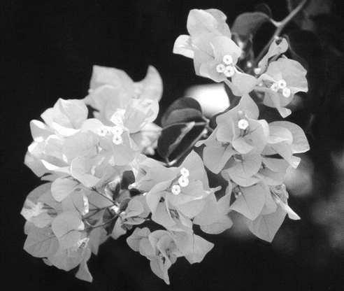 Photography by dollyllama for DesignCrowd (Community Contests) | Design #9071824