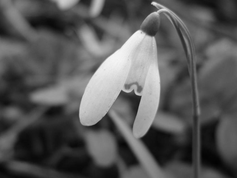 Photography by FlaemDragon for DesignCrowd (Community Contests) | Design #9071894