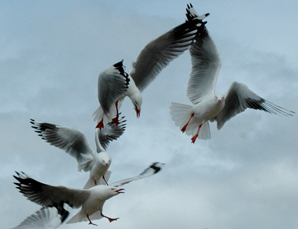 Fotografía por kimbomac para DesignCrowd (Community Contests) | Diseño #9080592