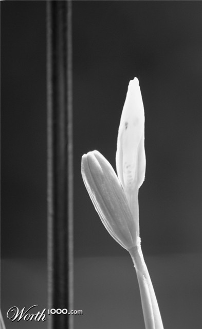 Photography by mediocre