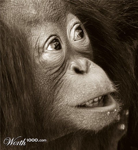 Photography by josephzl