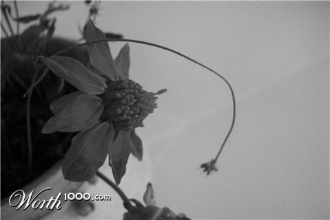 Photography by carovilli
