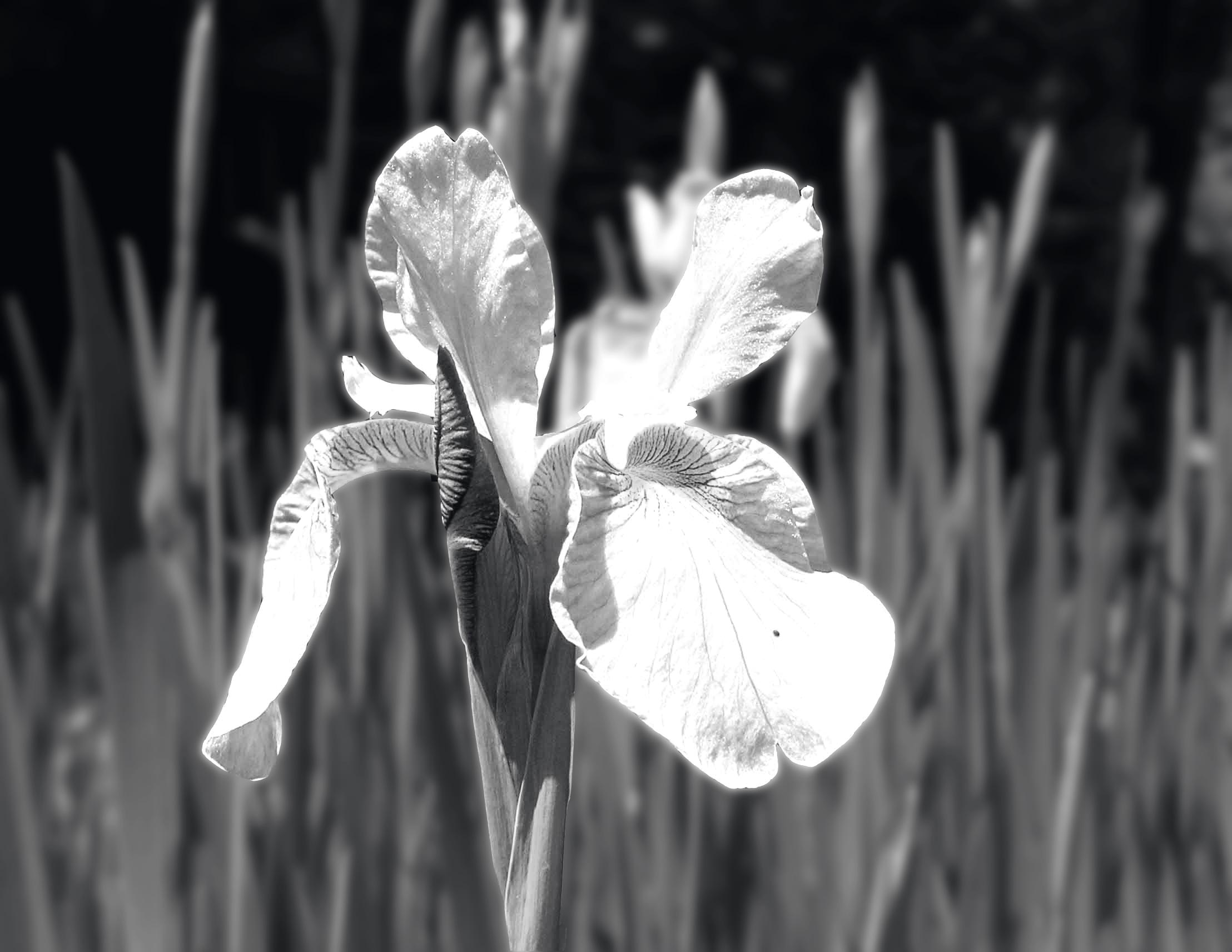 Photographie par chchchCHIA pour DesignCrowd (Community Contests) | Design #9062140