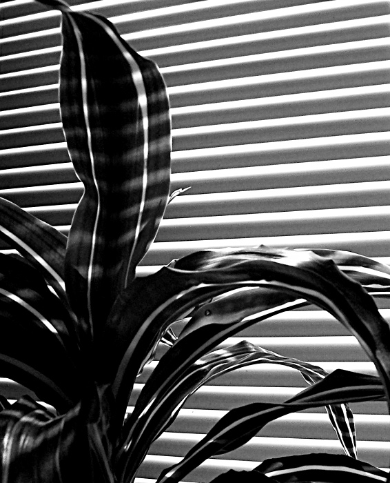 Fotografie von law98w für DesignCrowd (Community Contests) | Design #9071870