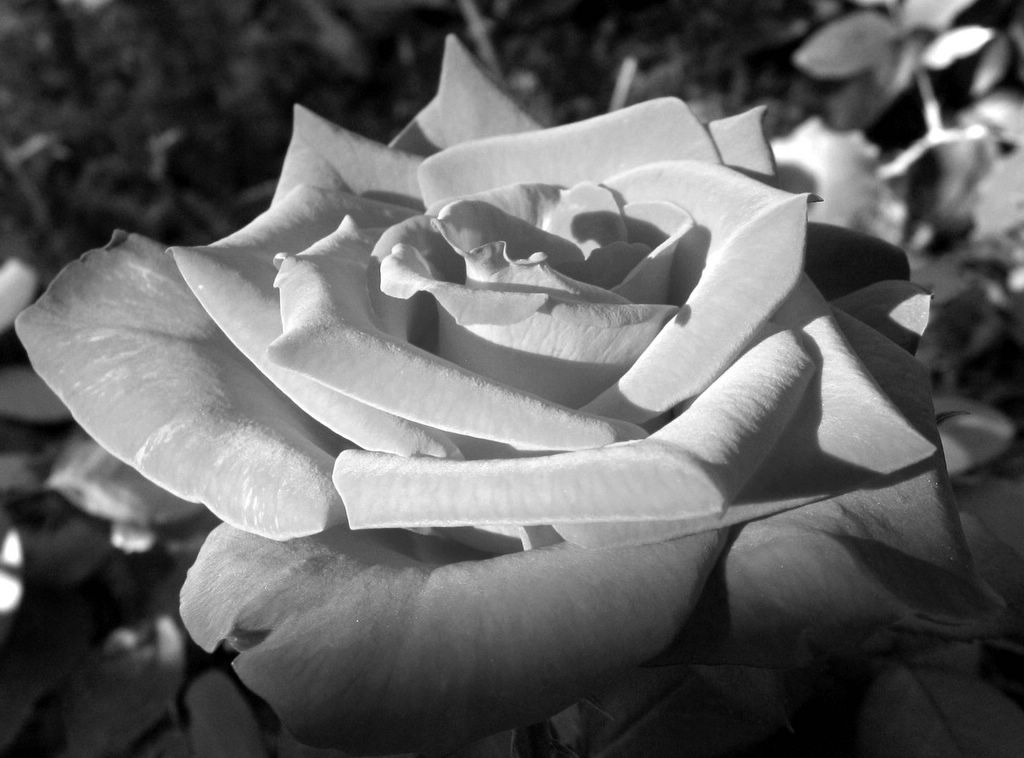 Photography by jennsee for DesignCrowd (Community Contests) | Design #9071920