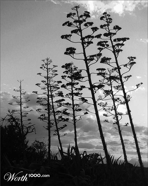 Photography by Budmulla