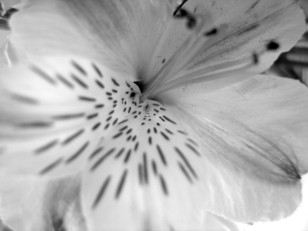 Photographie par FrederikSand pour DesignCrowd (Community Contests) | Design #9071973