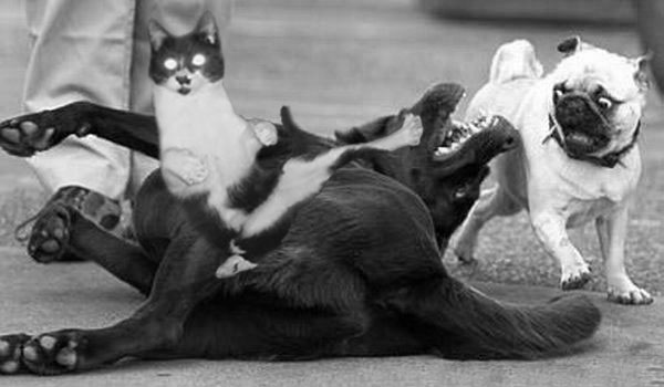 Photoshop Design by morganichole for DesignCrowd (Community Contests) | Design #9068834