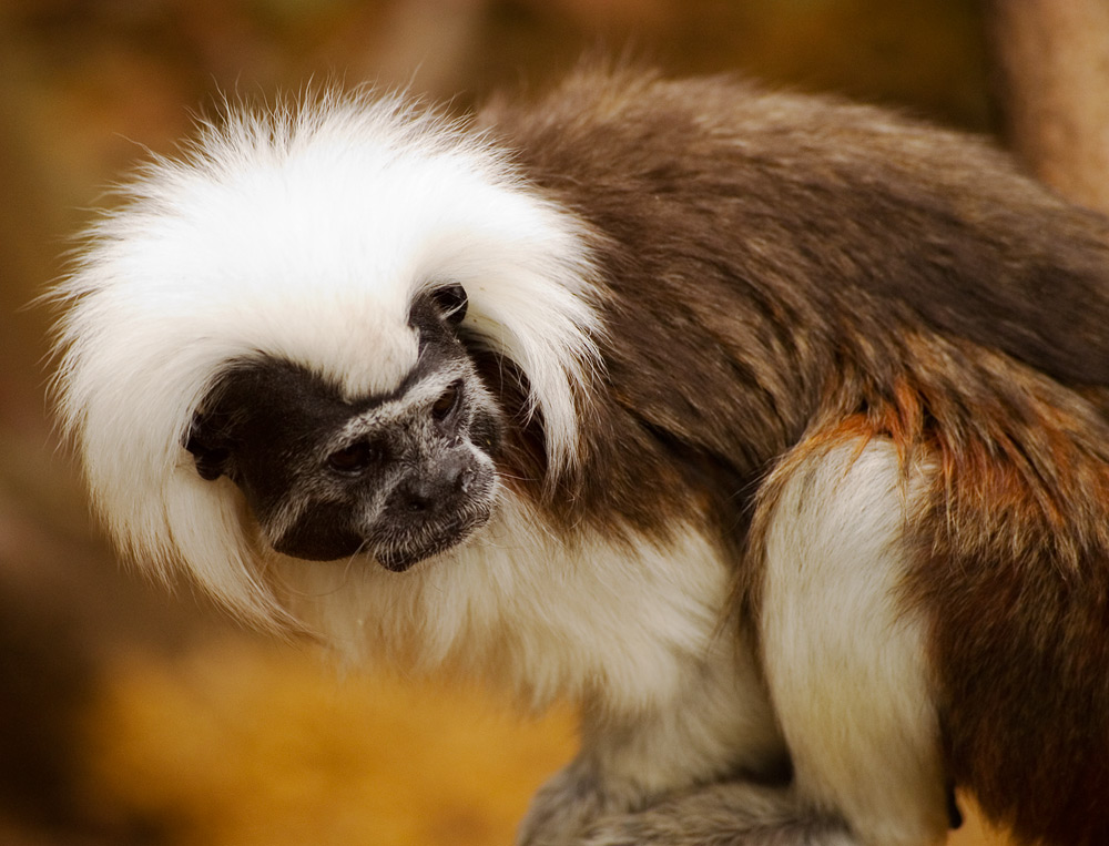 Fotografie von Alex999 für DesignCrowd (Community Contests) | Design #9076392