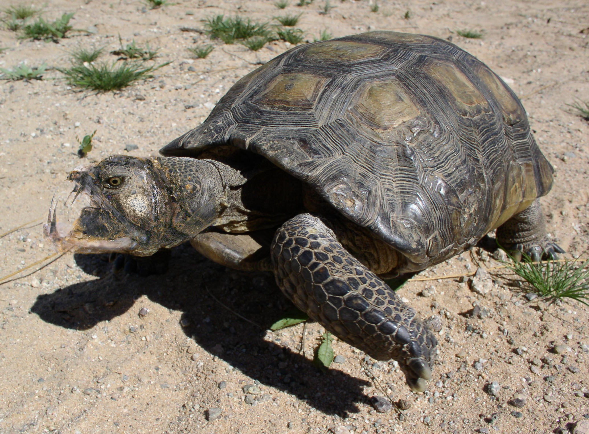 Photoshop-Design von tracymae für DesignCrowd (Community Contests) | Design #9079287