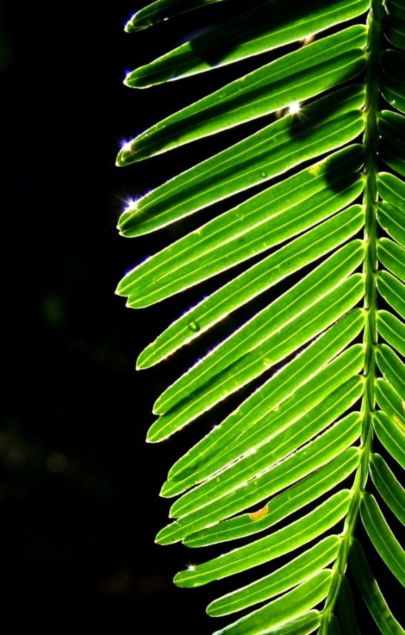 Photography by mennufer for DesignCrowd (Community Contests) | Design #9068224
