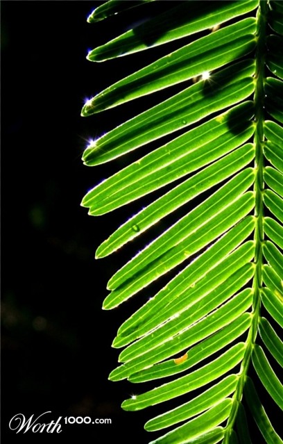 Photography by mennufer