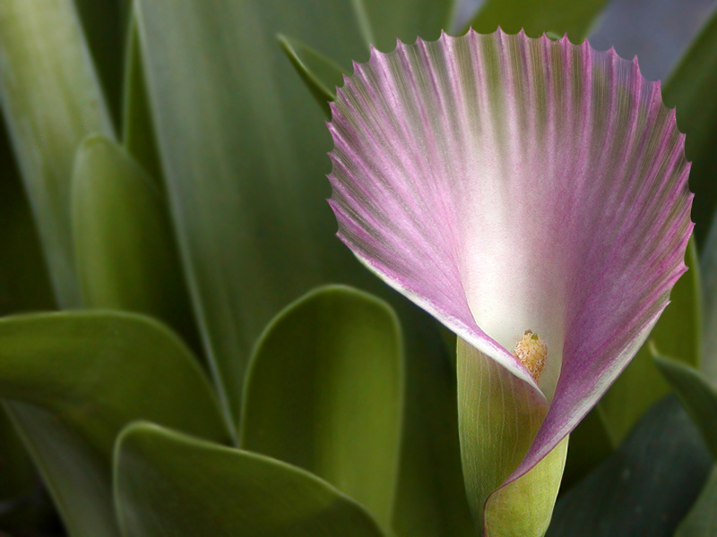 Photoshop Design by fliflaflo for DesignCrowd (Community Contests) | Design #9079389