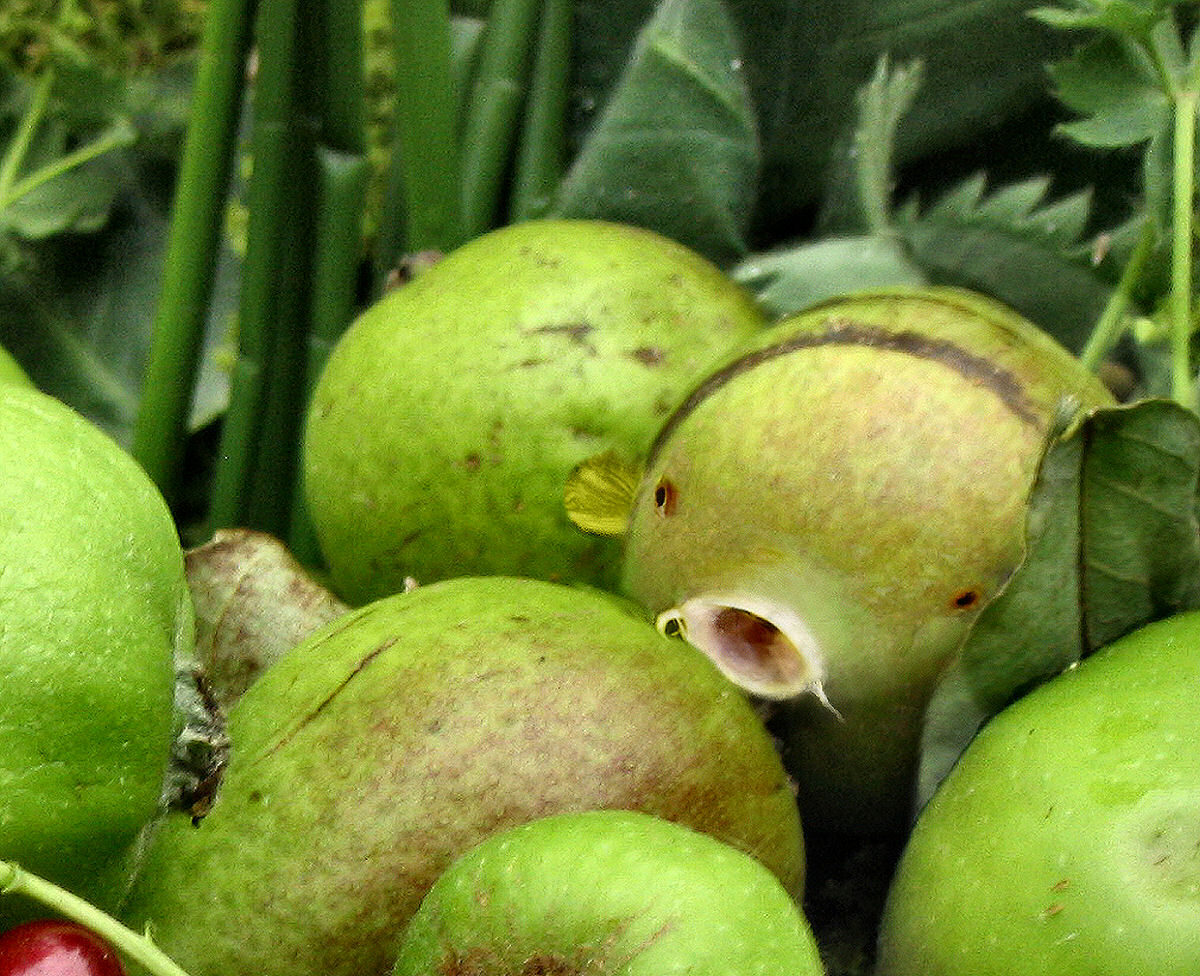 Photoshop Design by bif248 for DesignCrowd (Community Contests) | Design #9079378