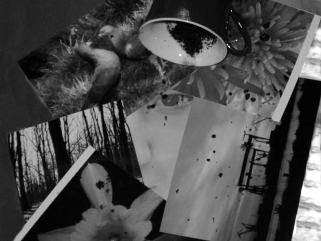 Fotografía por AmaElia para DesignCrowd (Community Contests) | Diseño #9074038