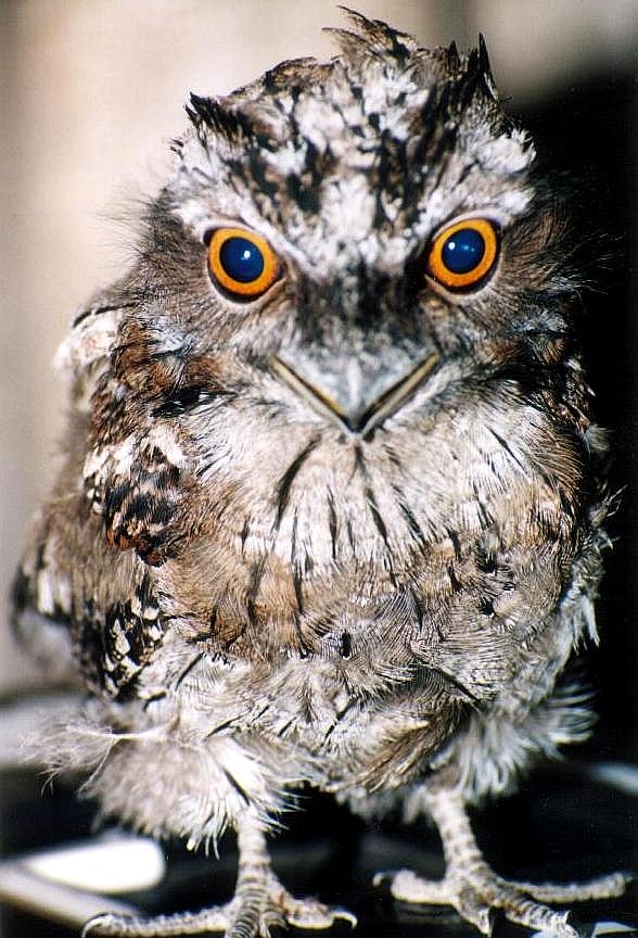 Photography by Isabella2006 for DesignCrowd (Community Contests) | Design #9076625