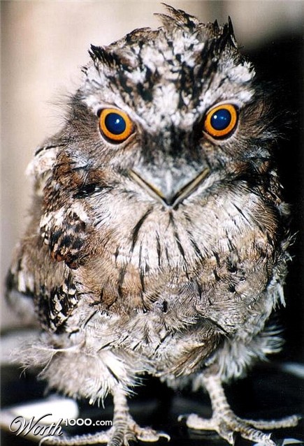 Photography by Isabella2006