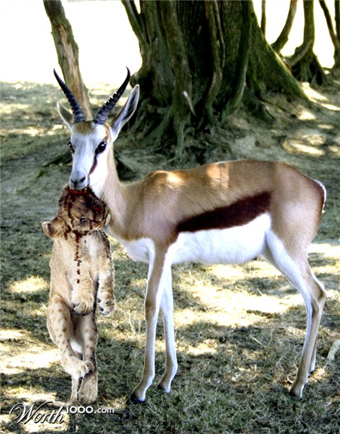 Photoshop Design by Carniphage