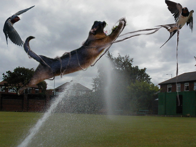 Photoshop Design by bingobaby for DesignCrowd (Community Contests) | Design #9068902