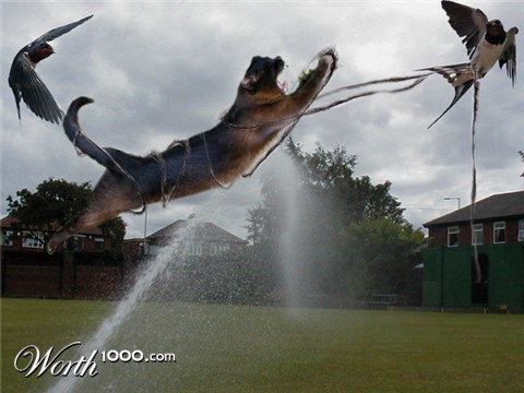 Photoshop Design by bingobaby