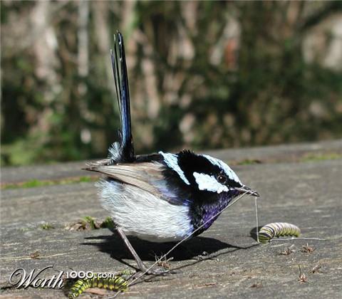 Photoshop Design by jayjay007