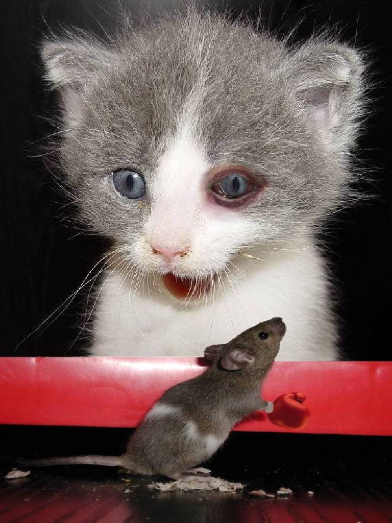 Photoshop Design by sloanyo for DesignCrowd (Community Contests) | Design #9068969