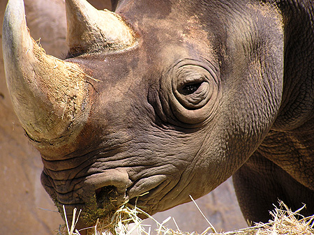 Fotografía por cometgymmom para DesignCrowd (Community Contests) | Diseño #9076481