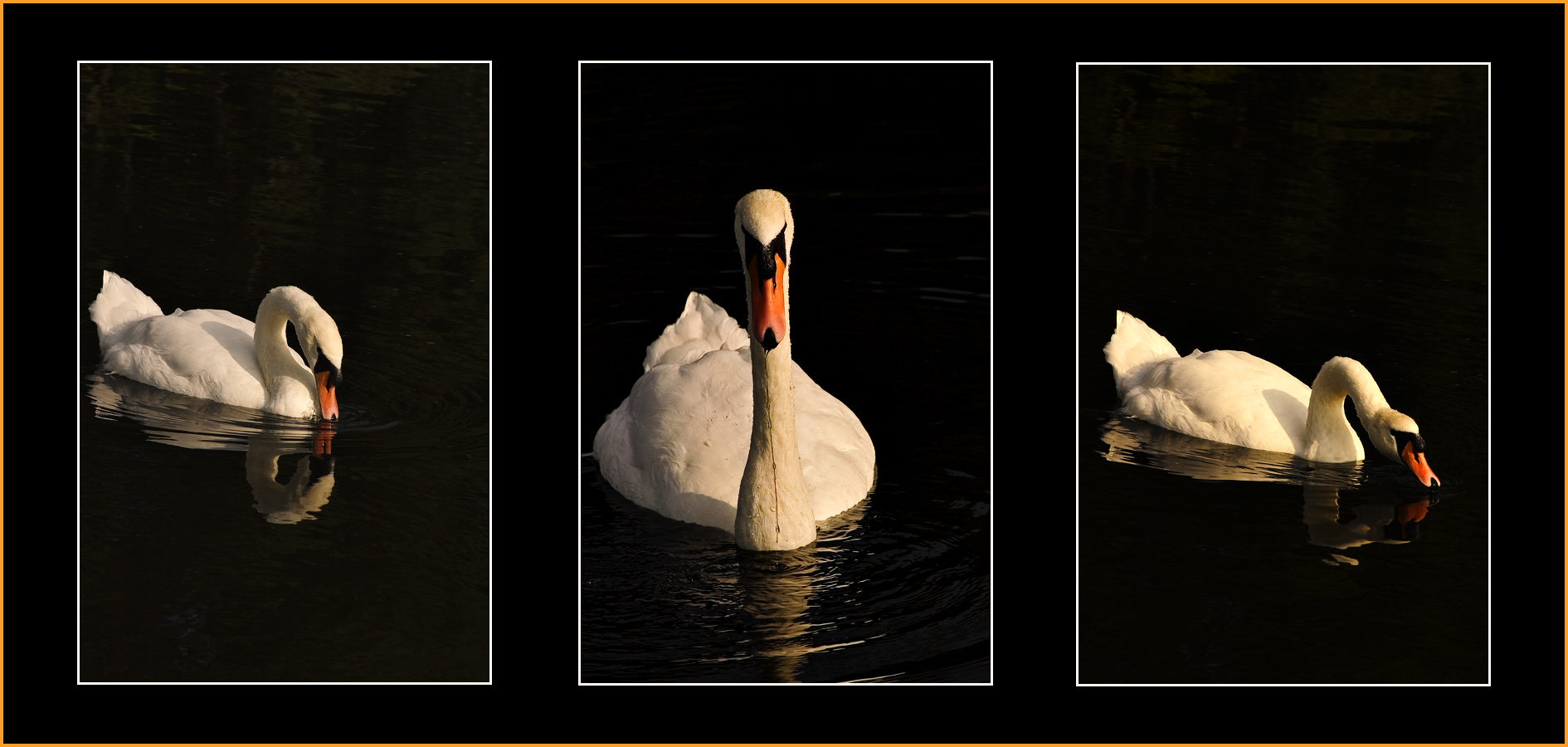 Fotografie von josephzl für DesignCrowd (Community Contests) | Design #9072590