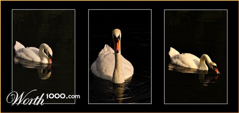 Photography by josephzl