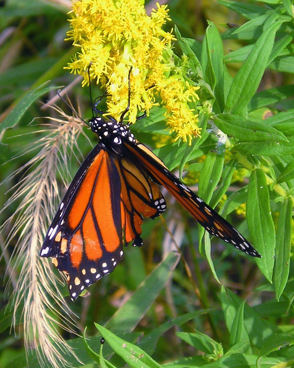 Photography by yamaneko for DesignCrowd (Community Contests) | Design #9076555