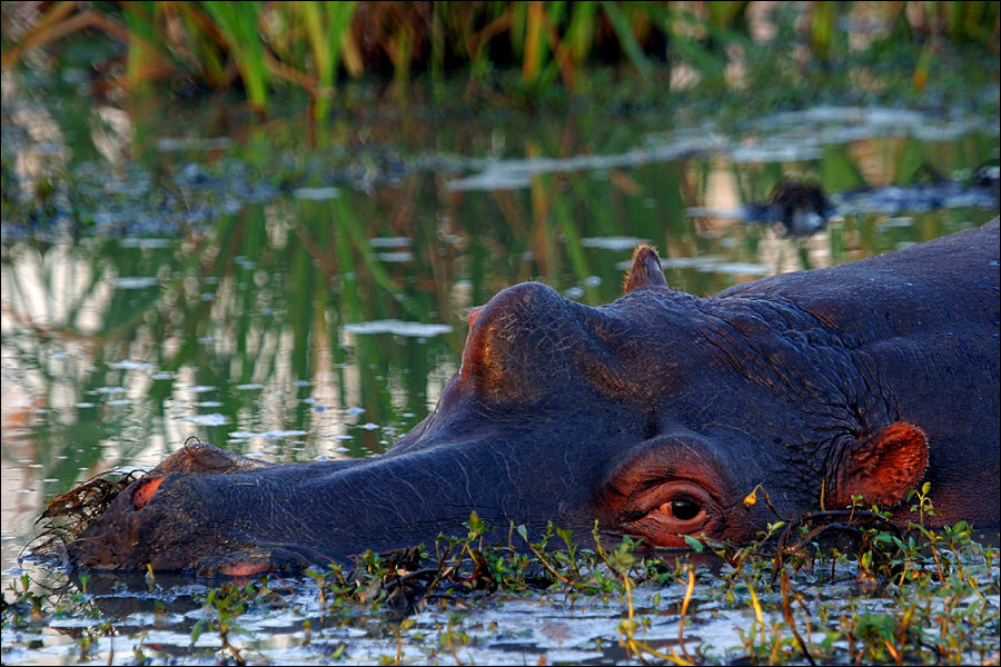 Fotografie von chris_ für DesignCrowd (Community Contests) | Design #9076453