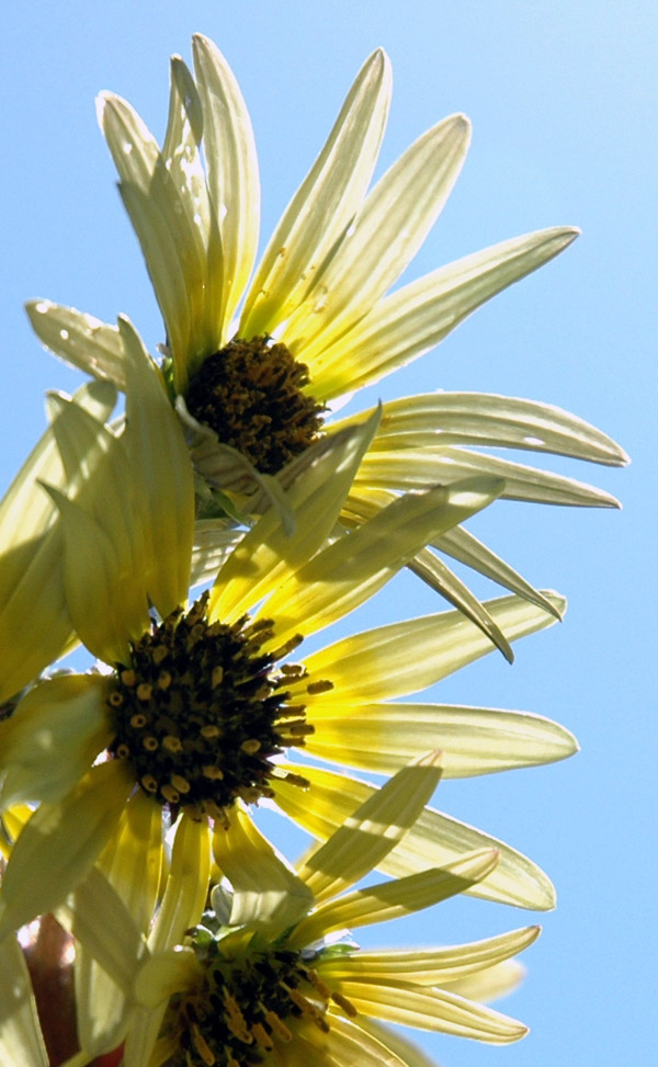 Fotografía por kimbomac para DesignCrowd (Community Contests) | Diseño #9068274