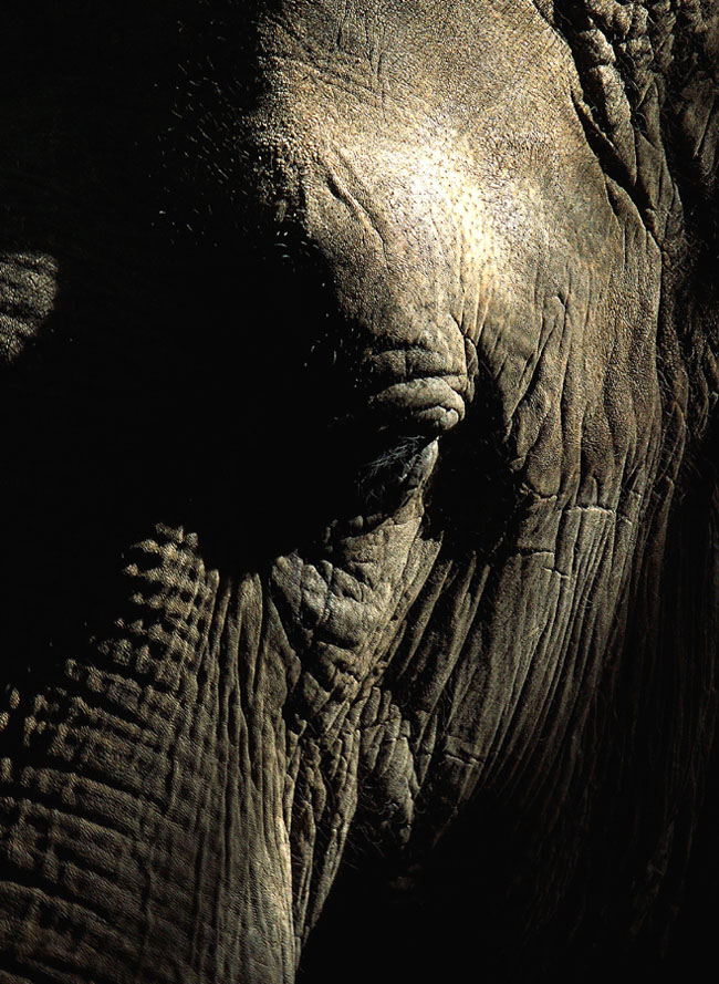 Photography by Ronbrandt for DesignCrowd (Community Contests) | Design #9076602