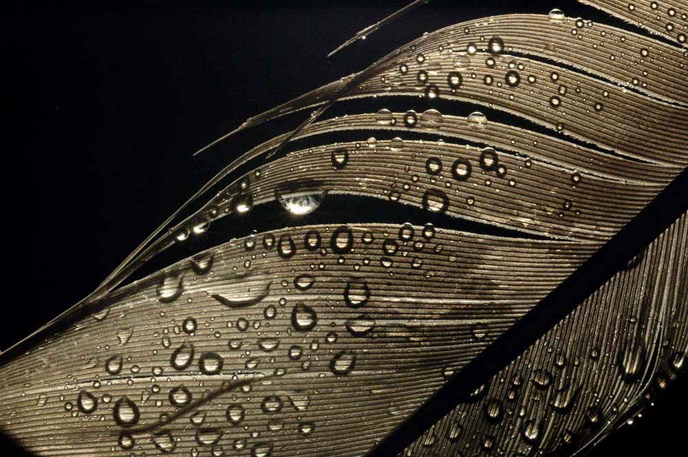 Fotografía por Marian para DesignCrowd (Community Contests) | Diseño #9068265