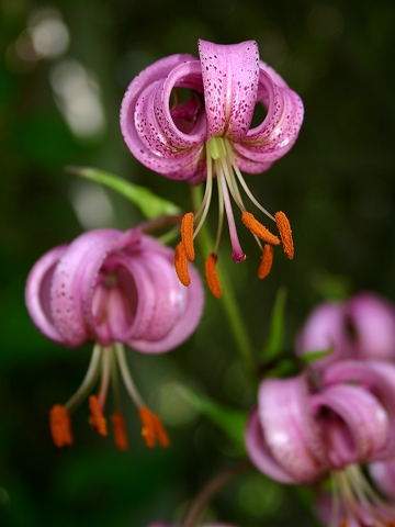 Photographie par KarenC pour DesignCrowd (Community Contests) | Design #9073486