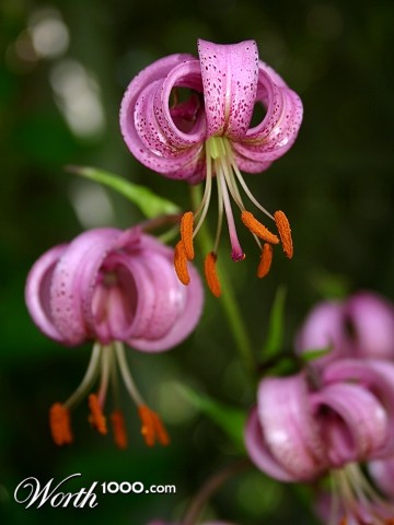 Photography by KarenC